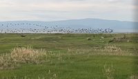 Более 500 особей бакланов добыли охотники Тувы в этом году