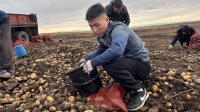Молодые волонтеры собрали и доставили картофель нуждающимся семьям в Туве