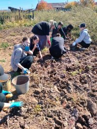 Агротехнические классы школы села Балгазын впервые провели уборку выращенного урожая