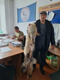В Туве в этом году добыто 329 особей волков