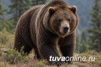 В школах Кызыла сократили уроки второй смены из-за угрозы появления медведей